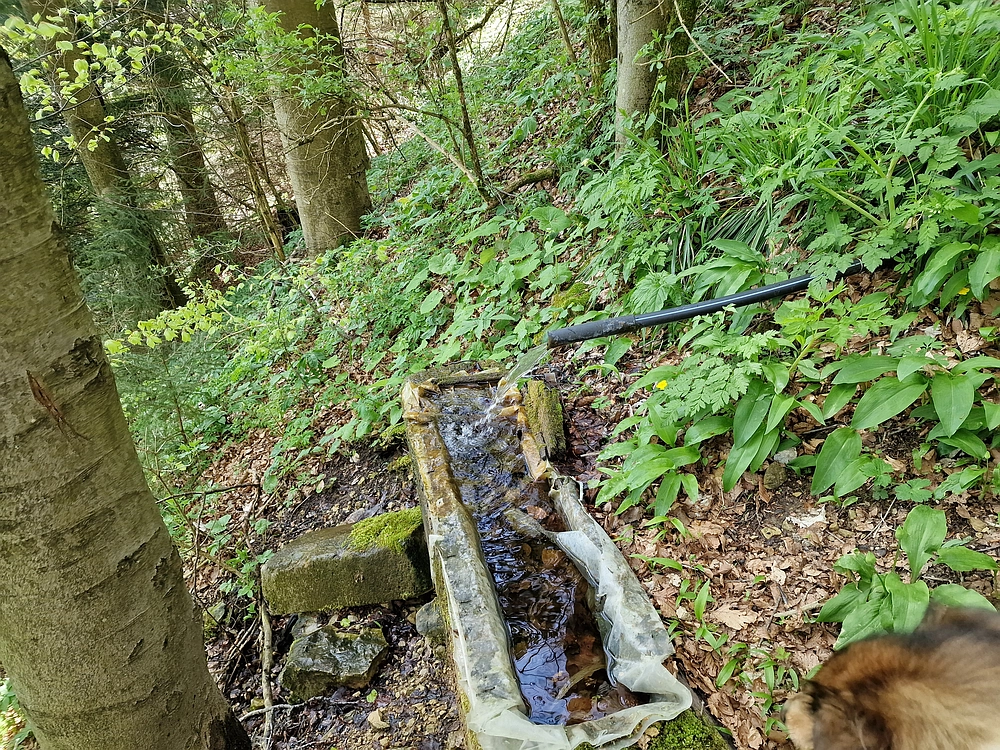 Slika je vidna v Google Chromu.