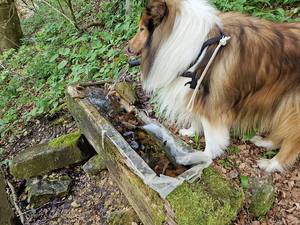 Slika je vidna v Google Chromu.