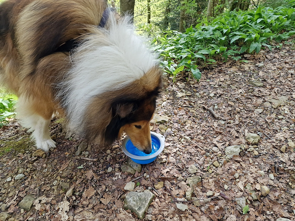 Slika je vidna v Google Chromu.