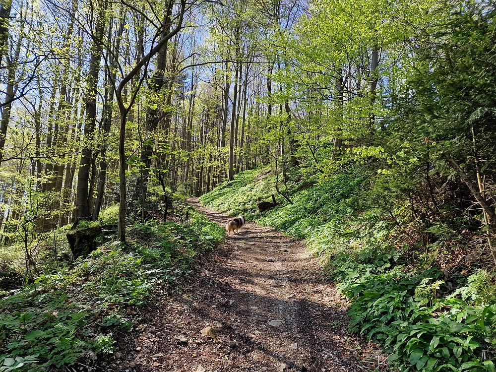 Slika je vidna v Google Chromu.