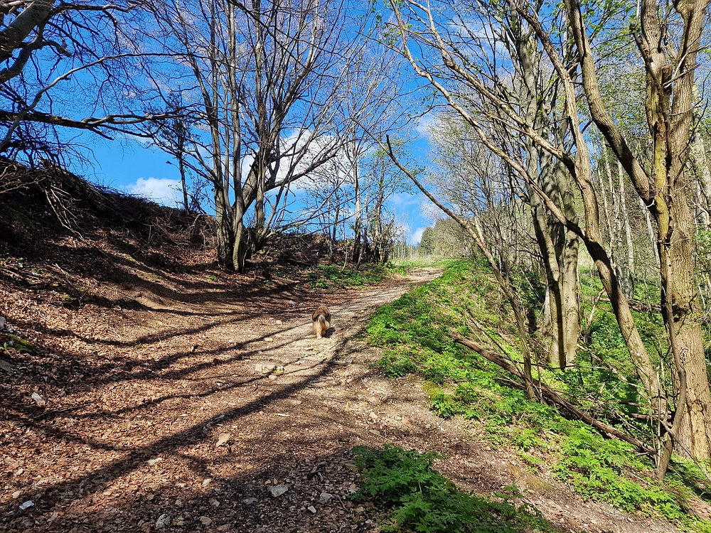 Slika je vidna v Google Chromu.