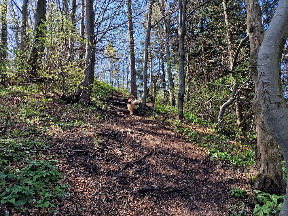 Slika je vidna v Google Chromu.