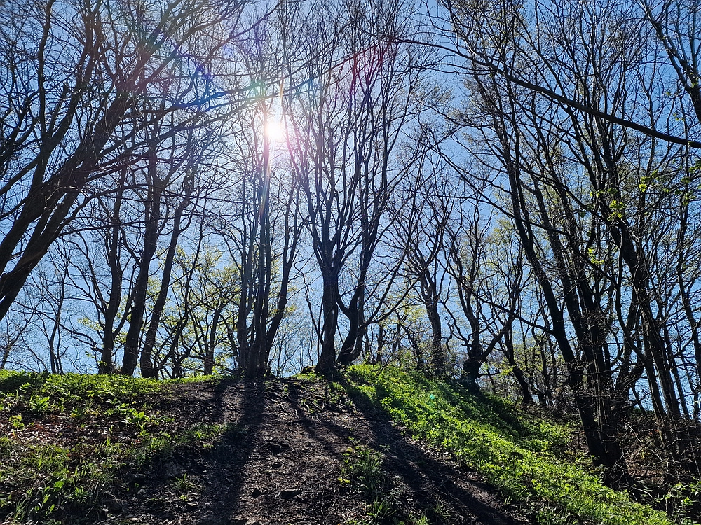 Slika je vidna v Google Chromu.