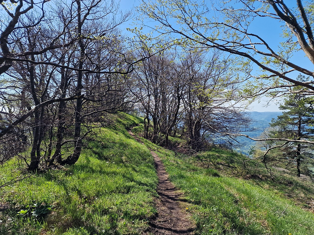 Slika je vidna v Google Chromu.