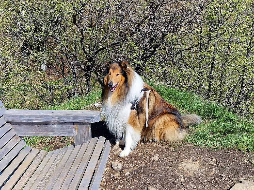Slika je vidna v Google Chromu.