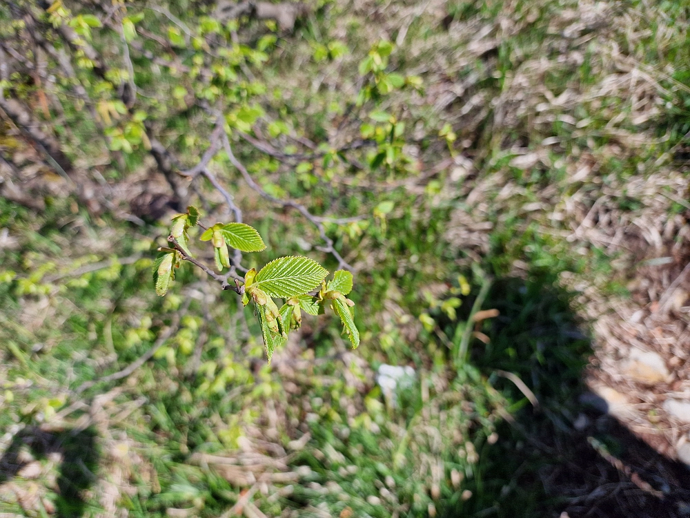 Slika je vidna v Google Chromu.