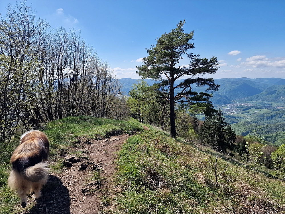Slika je vidna v Google Chromu.