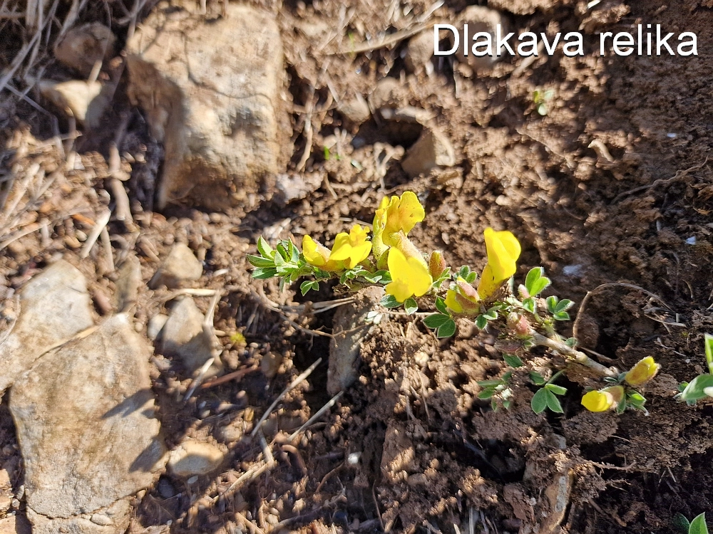 Slika je vidna v Google Chromu.