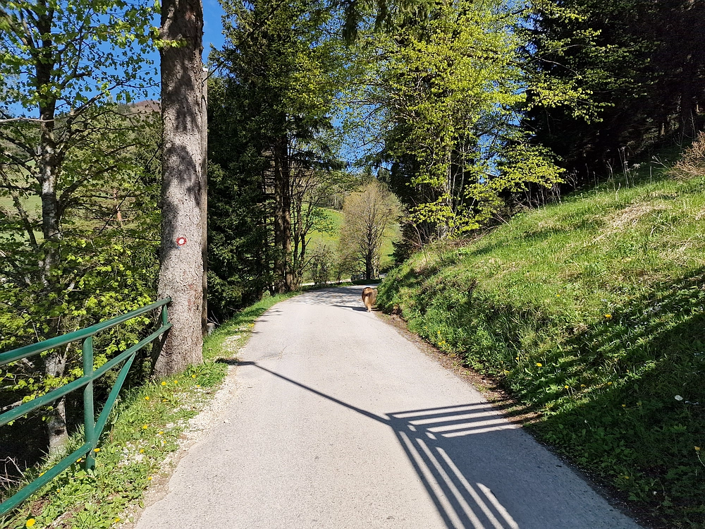 Slika je vidna v Google Chromu.