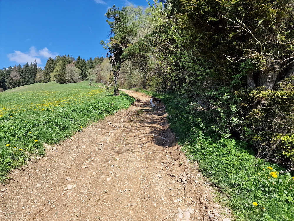 Slika je vidna v Google Chromu.