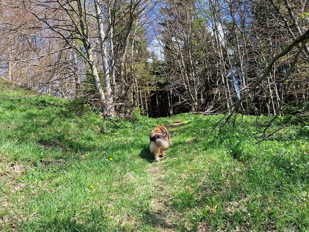 Slika je vidna v Google Chromu.