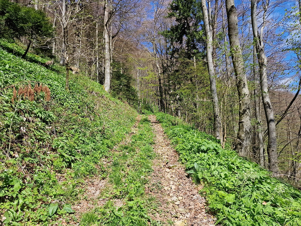 Slika je vidna v Google Chromu.