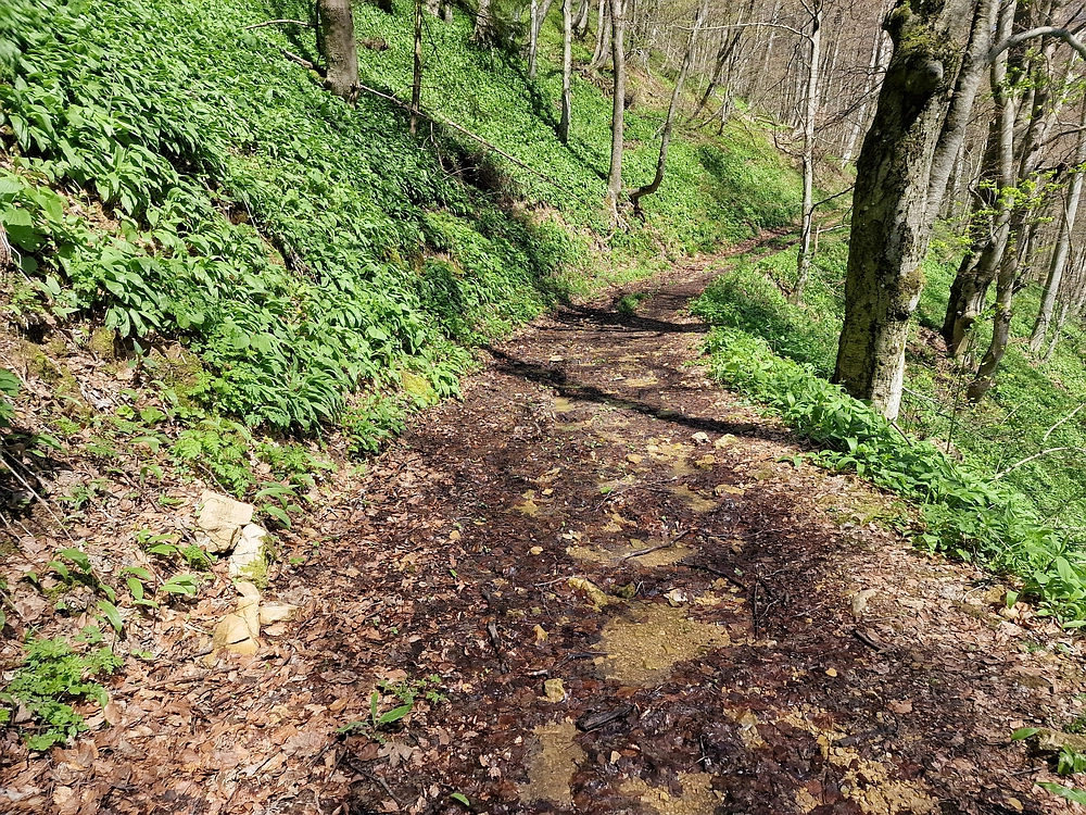 Slika je vidna v Google Chromu.