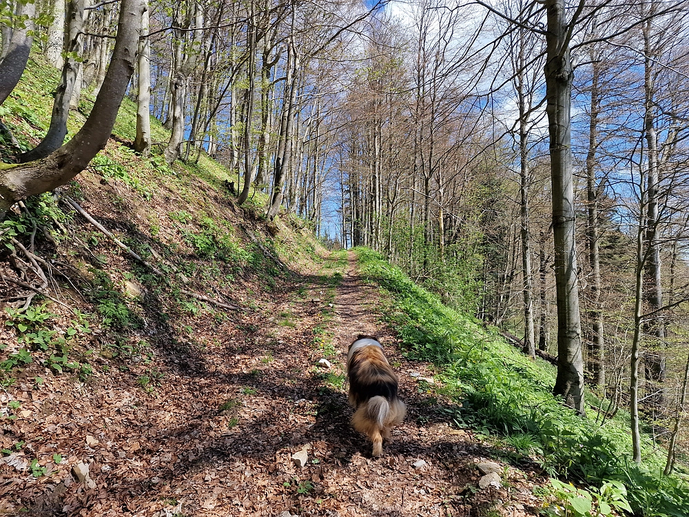 Slika je vidna v Google Chromu.