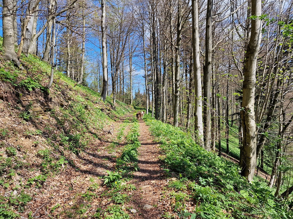 Slika je vidna v Google Chromu.