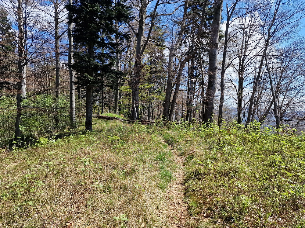 Slika je vidna v Google Chromu.