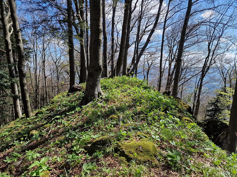 Slika je vidna v Google Chromu.