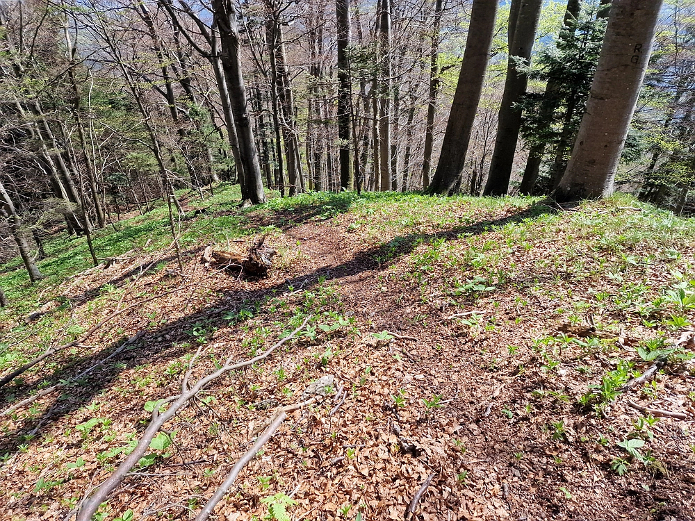 Slika je vidna v Google Chromu.