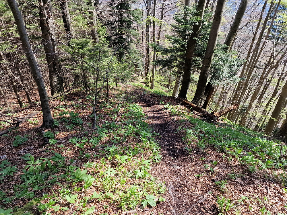 Slika je vidna v Google Chromu.