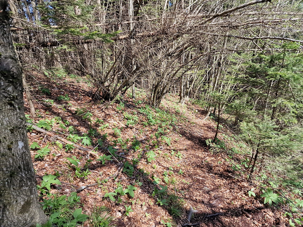 Slika je vidna v Google Chromu.