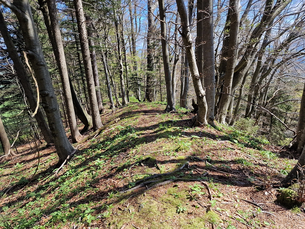 Slika je vidna v Google Chromu.