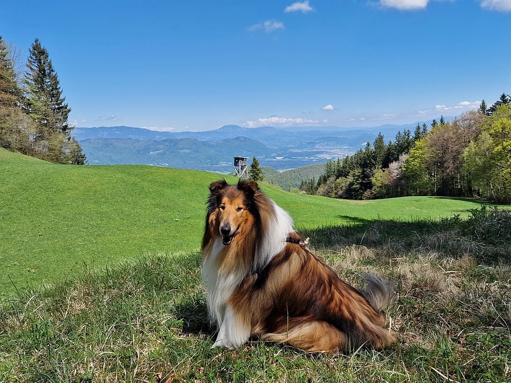 Slika je vidna v Google Chromu.