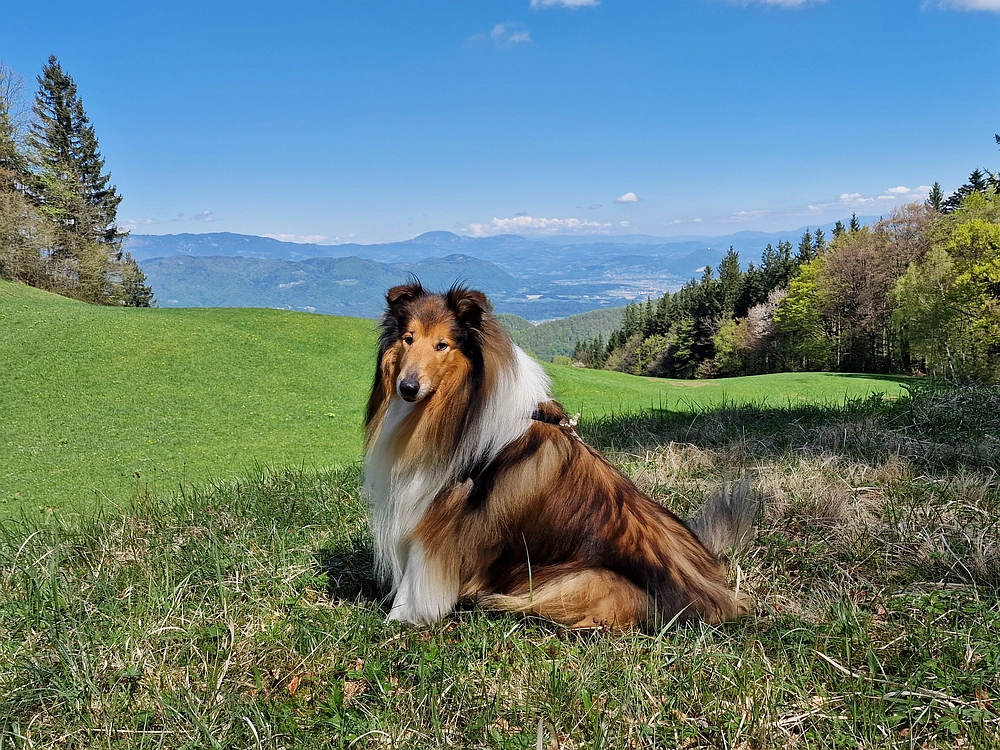 Slika je vidna v Google Chromu.