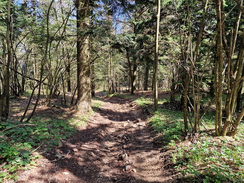 Slika je vidna v Google Chromu.