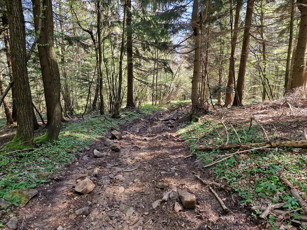 Slika je vidna v Google Chromu.