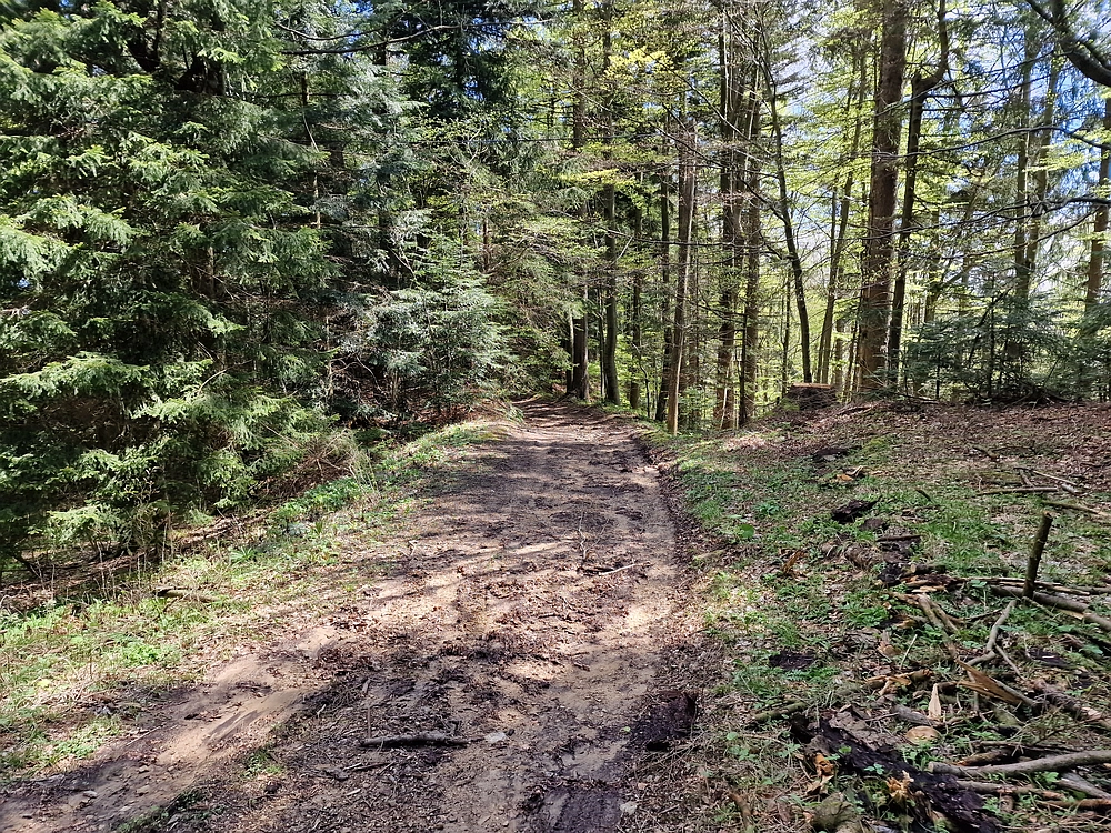 Slika je vidna v Google Chromu.