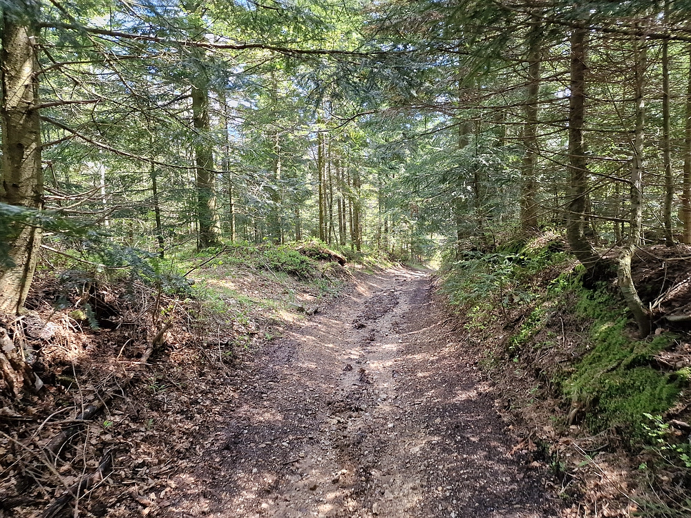 Slika je vidna v Google Chromu.