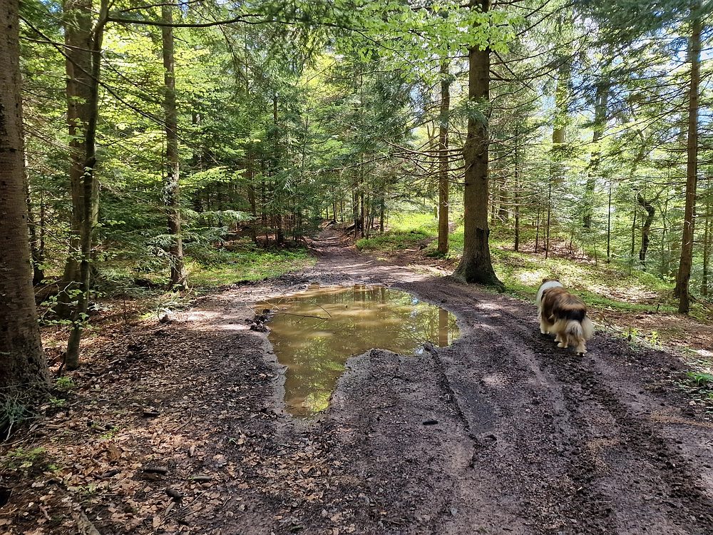 Slika je vidna v Google Chromu.