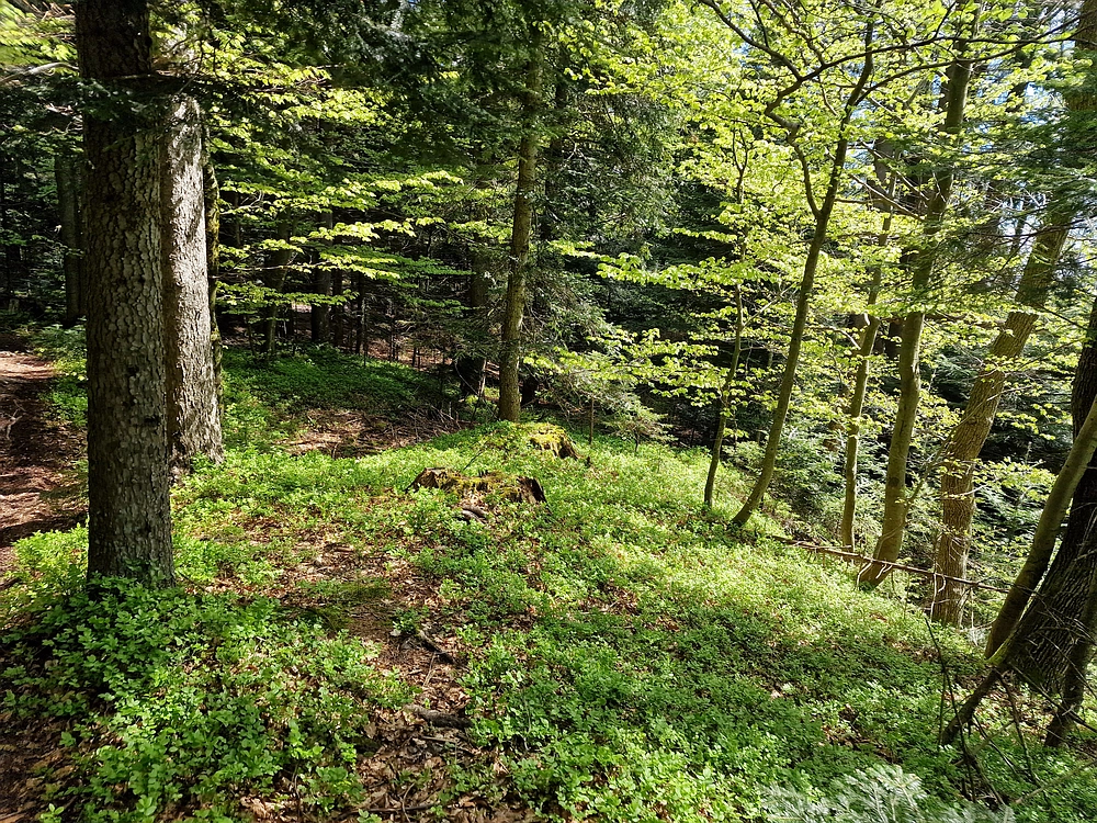 Slika je vidna v Google Chromu.