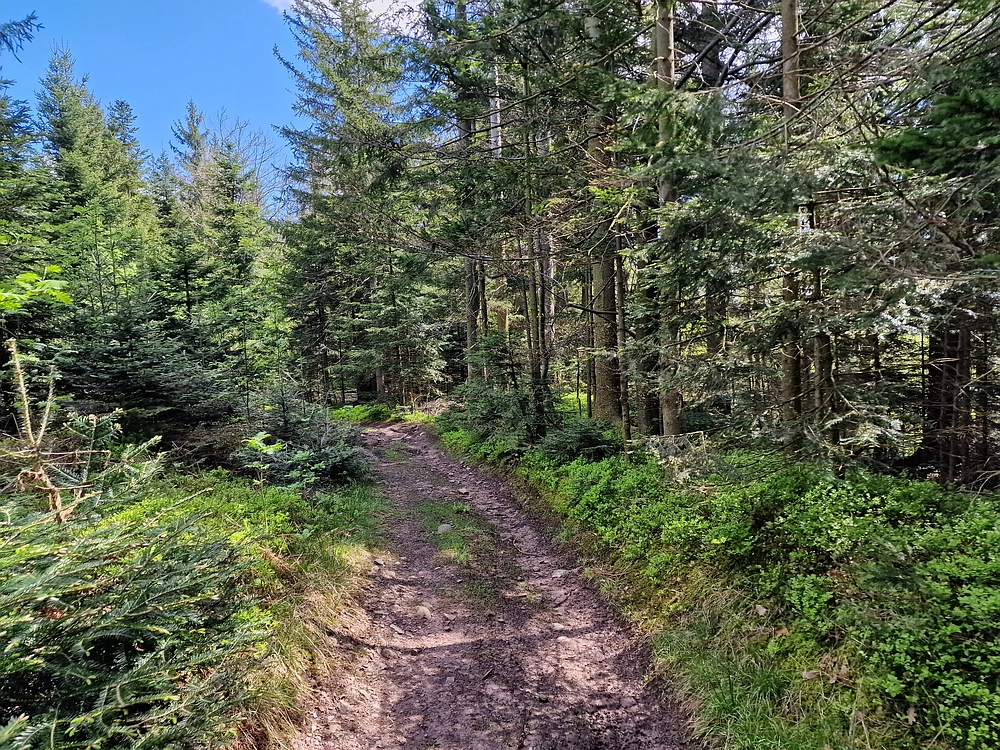 Slika je vidna v Google Chromu.