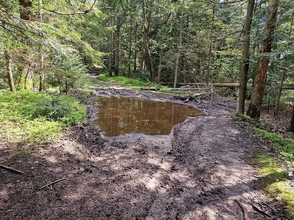 Slika je vidna v Google Chromu.