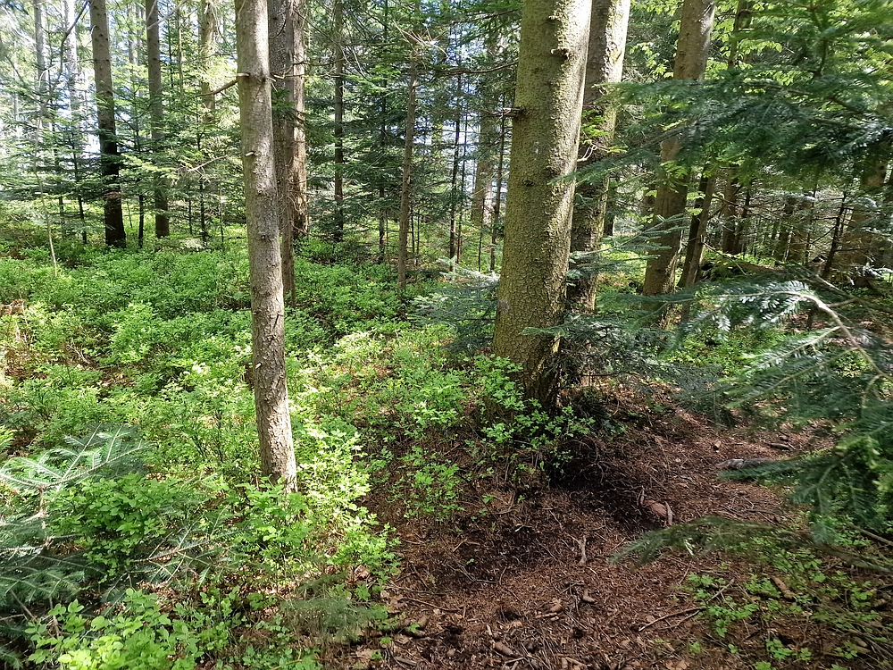 Slika je vidna v Google Chromu.