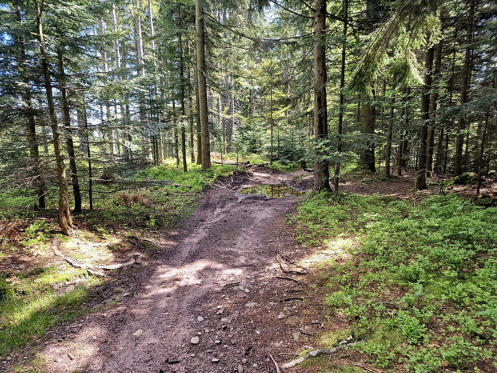 Slika je vidna v Google Chromu.