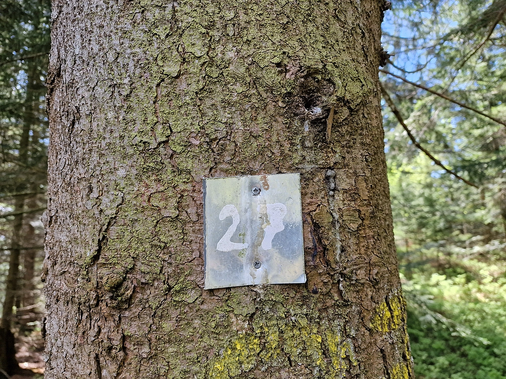 Slika je vidna v Google Chromu.