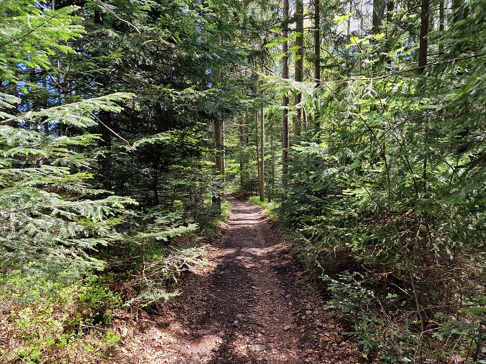 Slika je vidna v Google Chromu.