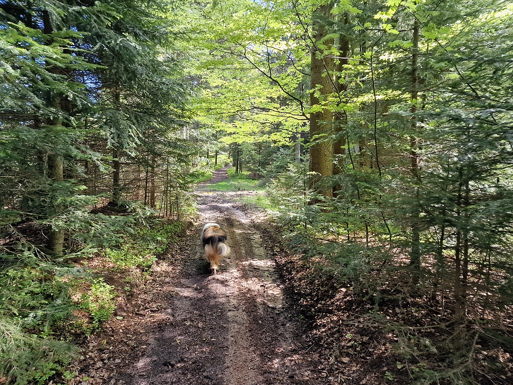 Slika je vidna v Google Chromu.