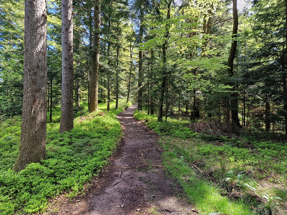 Slika je vidna v Google Chromu.