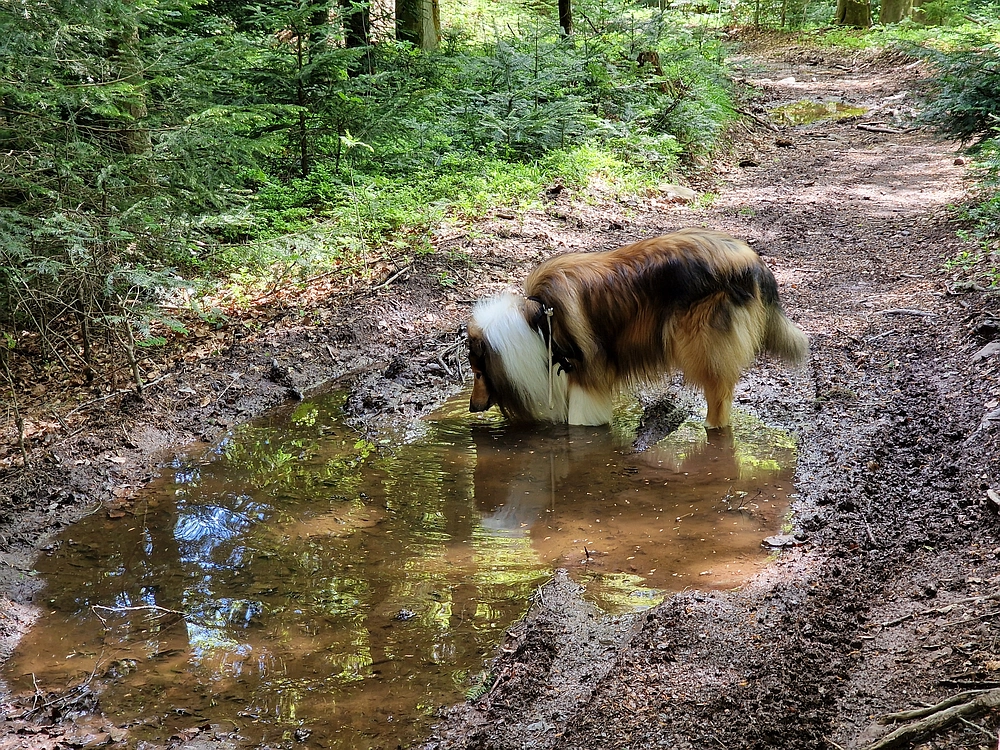 Slika je vidna v Google Chromu.