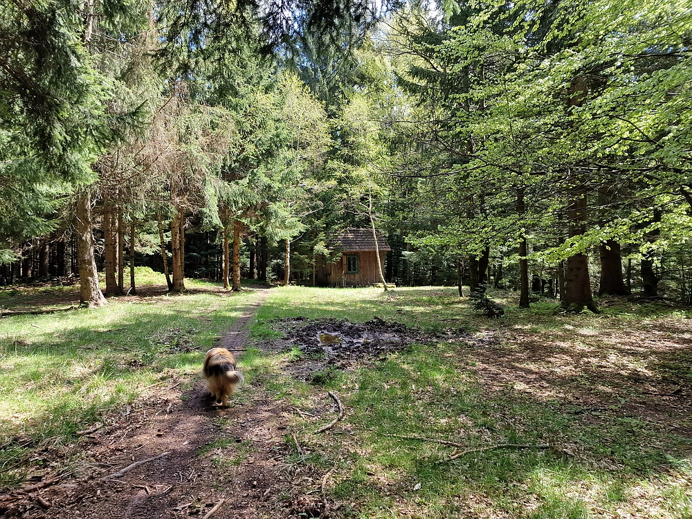 Slika je vidna v Google Chromu.