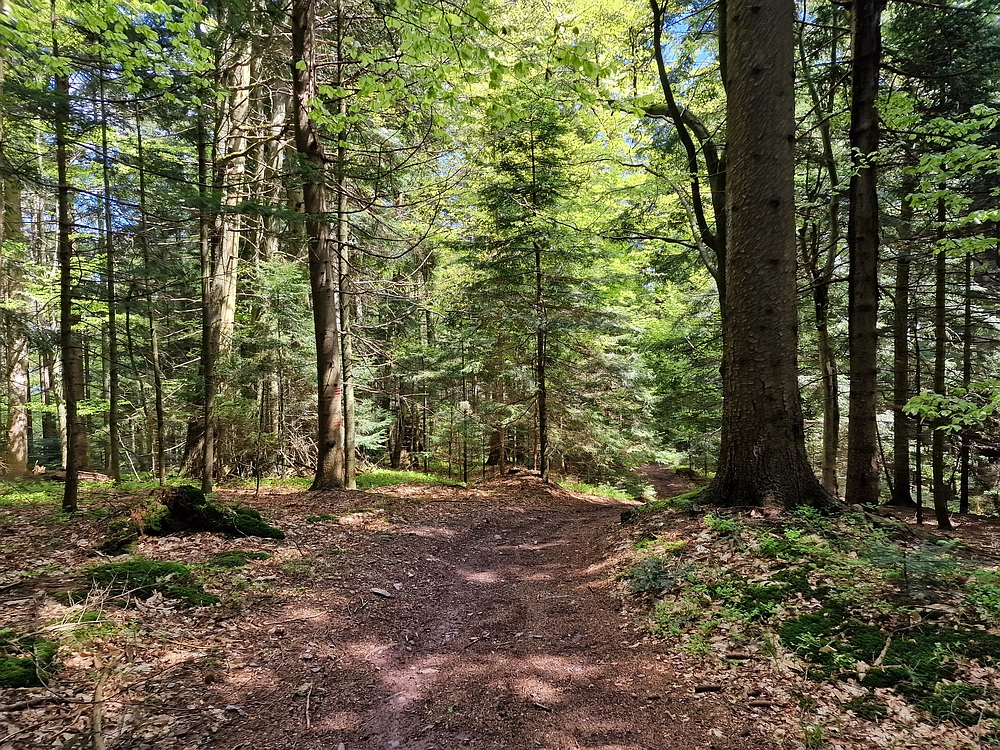Slika je vidna v Google Chromu.