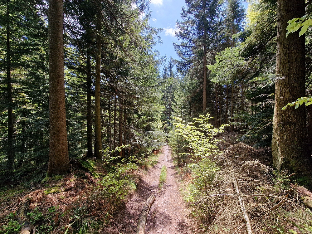 Slika je vidna v Google Chromu.