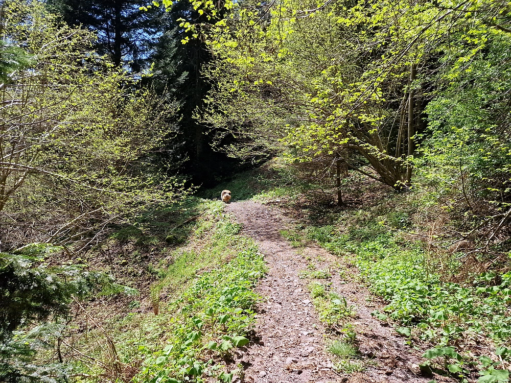 Slika je vidna v Google Chromu.