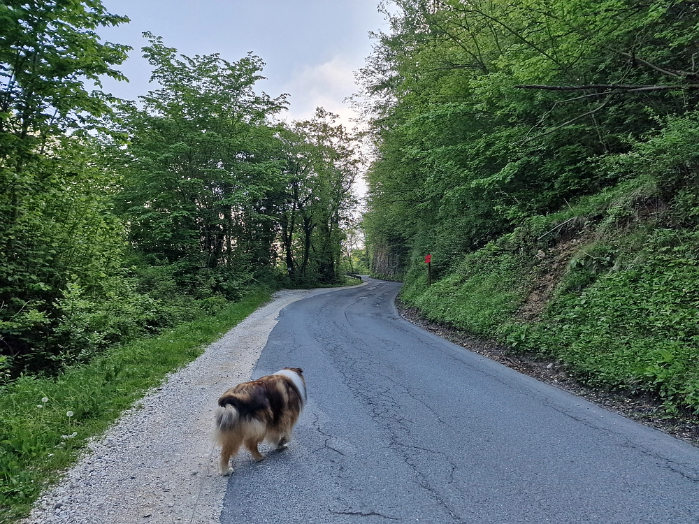 Slika je vidna v Google Chromu.