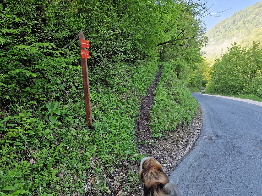 Slika je vidna v Google Chromu.
