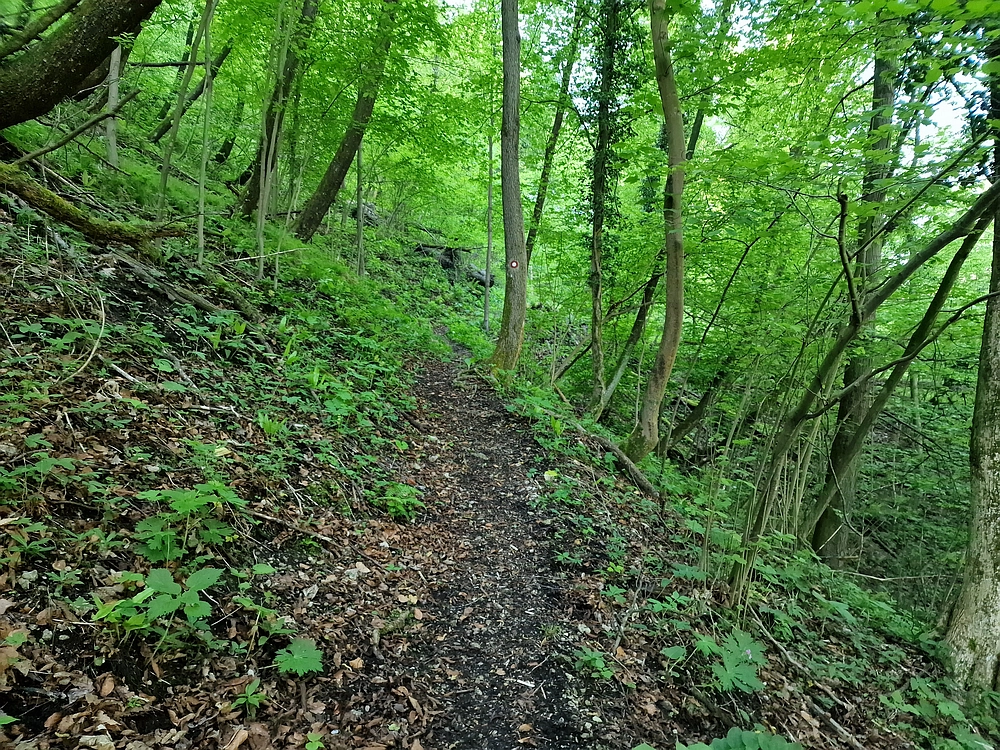 Slika je vidna v Google Chromu.