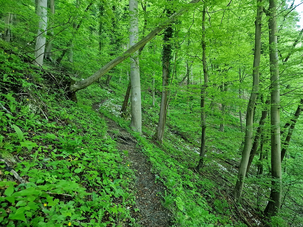 Slika je vidna v Google Chromu.